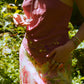 Peony Dust Top